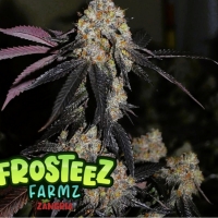 Zangria Feminised Cannabis Seeds - Frosteez Farmz