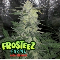 Auto Strawbz Feminised Cannabis Seeds - Frosteez Farmz