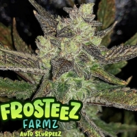 Auto Slurpeez Feminised Cannabis Seeds - Frosteez Farmz