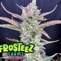 Auto Cupcakez Feminised Cannabis Seeds - Frosteez Farmz