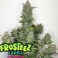 Auto Airheadz Feminised Cannabis Seeds - Frosteez Farmz