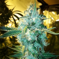 Blue Cheddar #1 Feminised Cannabis Seeds - BSB Genetics