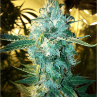 BSB Cheddar #1 Feminised Cannabis Seeds - BSB Genetics
