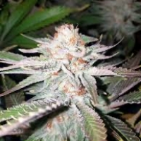 Vanilla Frosting Feminised Cannabis Seeds - BSB Genetics