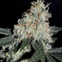 Notorious THC Feminised Cannabis Seeds - Humboldt Seed Company