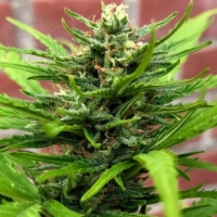 Anthrax Auto Feminised Cannabis Seeds - BSB Genetics.