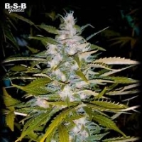 Cherry Pie Feminised Cannabis Seeds - BSB Genetics