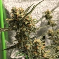 Green Crack Feminised Cannabis Seeds - BSB Genetics