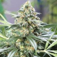 Blueberry Muffin Feminised Cannabis Seeds - Humboldt Seed Company