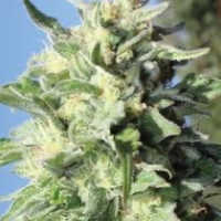 Blueberry Cupcake Feminised Cannabis Seeds - Humboldt Seed Company