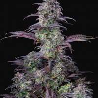 Auto Blueberry Feminised cannabis Seeds | Fast Buds Originals.