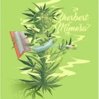 Sherbert Mimosa Feminised Cannabis Seeds - Penthouse Cannabis Co.
