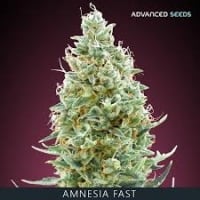 Amnesia Fast Feminised Cannabis Seeds | Advanced Seeds 