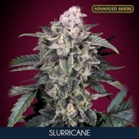 Slurricane Feminised Cannabis Seeds | Advanced Seeds 