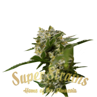  Ibiza Farmers Feminised Cannabis Seeds - Super Strains
