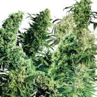 Indoor Mix Regular Cannabis Seeds (25 seeds) | Sensi Seeds 