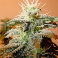 Indoor Mix Feminised Cannabis Seeds | Female Seeds 