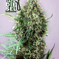 Jack Diesel Feminised Cannabis Seeds | Positronics