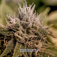Jack Diesel Express Auto Feminised Cannabis Seeds | Positronics