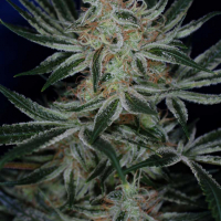 Jack The Ripper Regular Cannabis Seeds | TGA Seeds