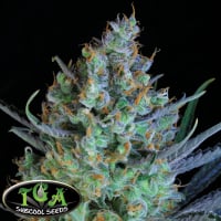 Jacked Up Regular Cannabis Seeds | TGA Seeds