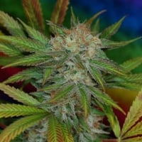 Jilly Bean Regular Cannabis Seeds| TGA Seeds