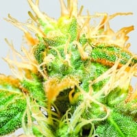 Jock Horror Feminised Cannabis Seeds | Sativa Seedbank