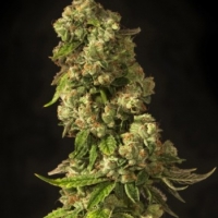 John Doe Regular Cannabis Seeds | Devil’s Harvest Seeds
