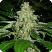 KC33 Feminised Cannabis Seeds | KC Brains Seeds 