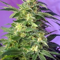 Killer Kush Auto Feminised Cannabis Seeds | Sweet Seeds