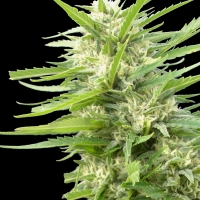 Kritikal Bilbo x AK-47 Feminised Cannabis Seeds