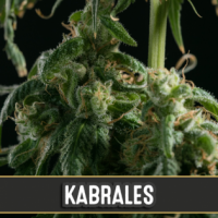 Kabrales Feminised Cannabis Seeds | Blim Burn Seeds