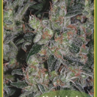 Kalichakra Regular Cannabis Seeds