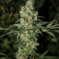 Killer White Feminised Cannabis Seeds | GreenLabel Seeds