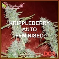 Krippleberry Auto Feminised Cannabis Seeds | Dr Krippling 