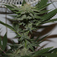 Krippy Kush Regular Cannabis Seeds | Purple Caper Seeds
