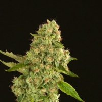 Kuchi Regular Cannabis Seeds | Devil’s Harvest Seeds
