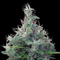 Lebanese Regular Cannabis Seeds | Ace Seeds