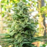 Leda Uno Feminised Cannabis Seeds |KC Brains Seeds