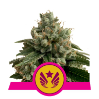 Legendary Punch Feminised Cannabis Seeds | Royal Queen Seeds