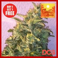 MAC Daddy Feminised Cannabis Seeds - Discount Cannabis Seeds