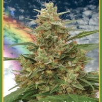 Mandala #1 Regular Cannabis Seeds