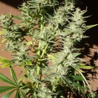 Mango x Widow Regular Cannabis Seeds | Mr Nice Seed