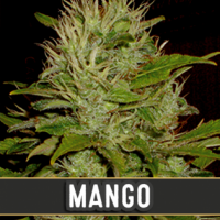 Mango Feminised Cannabis Seeds | Blim Burn Seeds 
