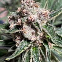 Mars Mellow Feminised Cannabis Seeds | Ministry of Cannabis