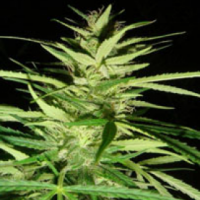 Master Kush x Afghan Haze Regular Cannabis Seeds | Mr Nice Seed