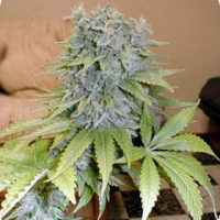 Medicine Man Regular Cannabis Seeds | Mr Nice Seed