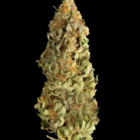 Mega CBD Feminised Cannabis Seeds - Megabuds