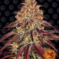 Mimosa x Orange Punch Auto Feminised Cannabis Seeds | Barney's Farm 