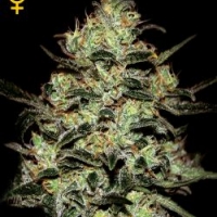 Moby Dick Feminised Cannabis Seeds | Green House Seeds